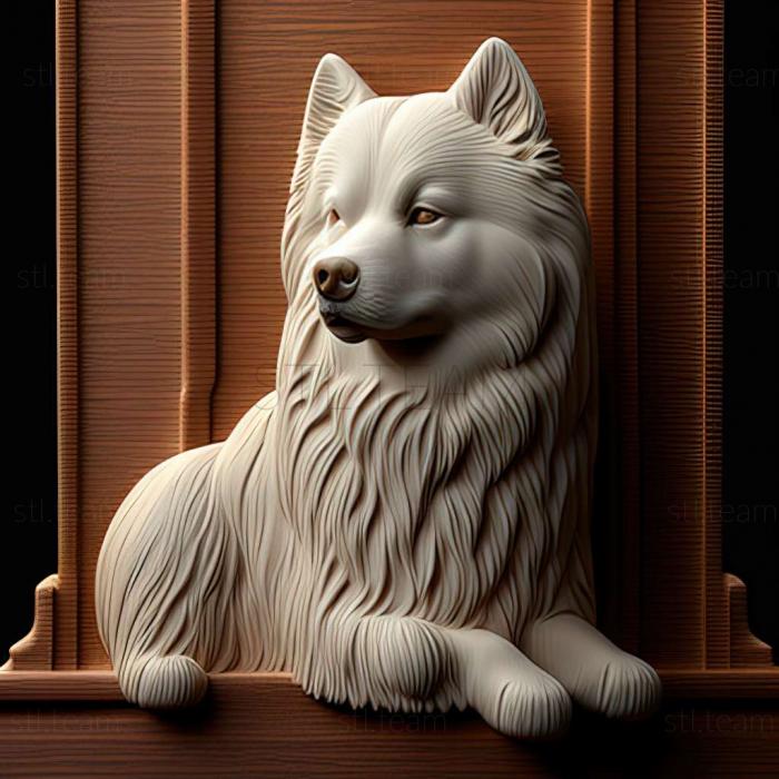 Samoyed dog